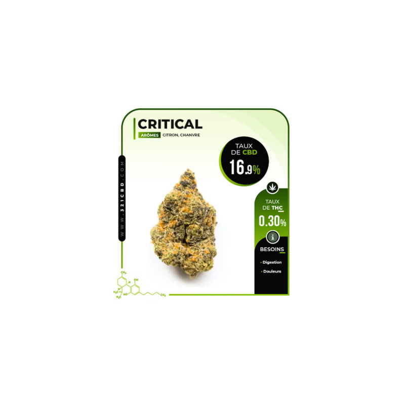 CBD Critical Indoor Blume (16,9 %)