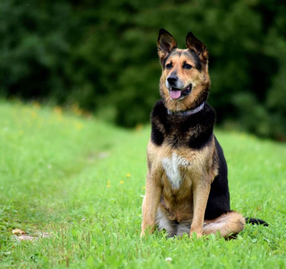 CBD-Öl für Hunde