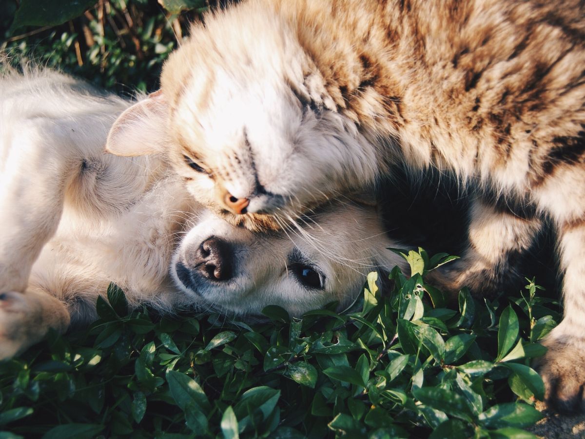 CBD  une solution naturelle pour le bien-être de vos animaux de compagnie