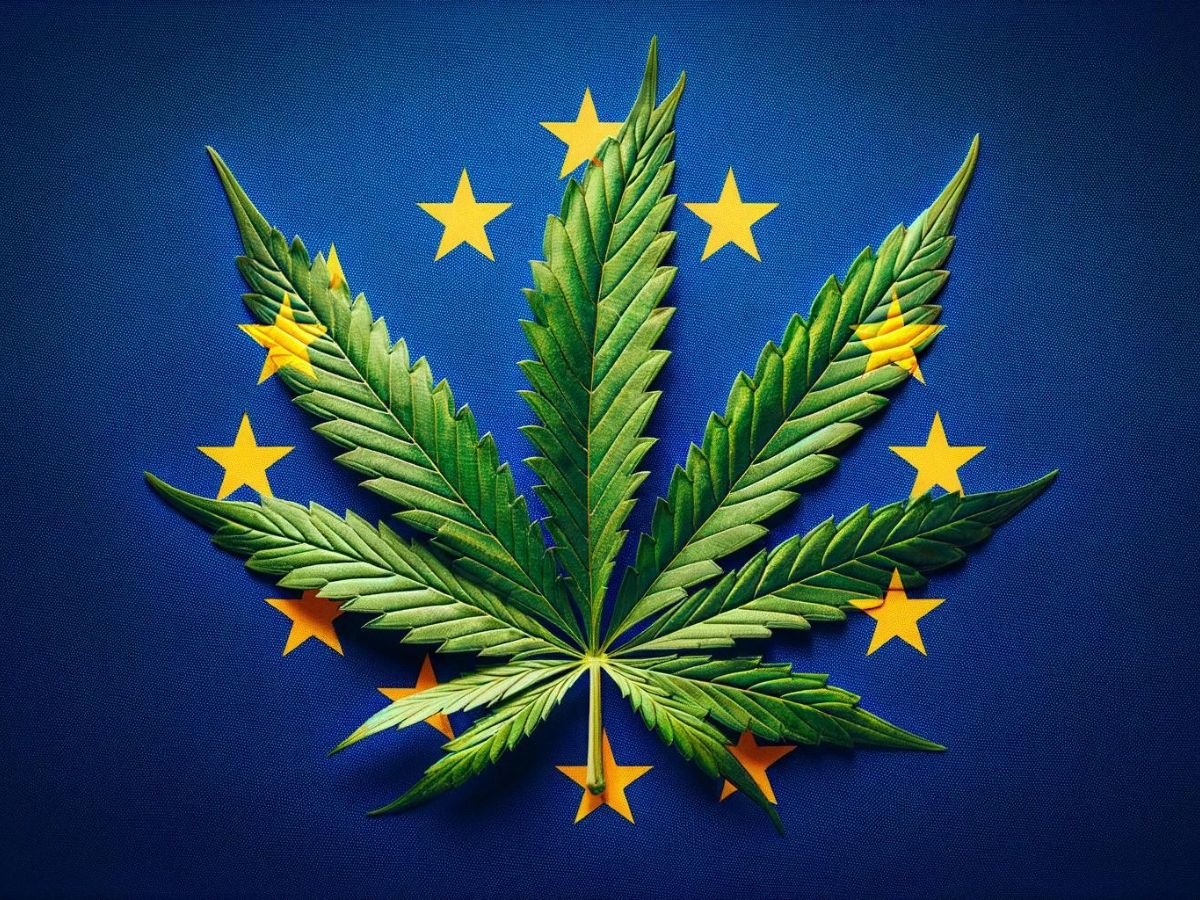 Cannabis  la drogue la plus consommée en Europe