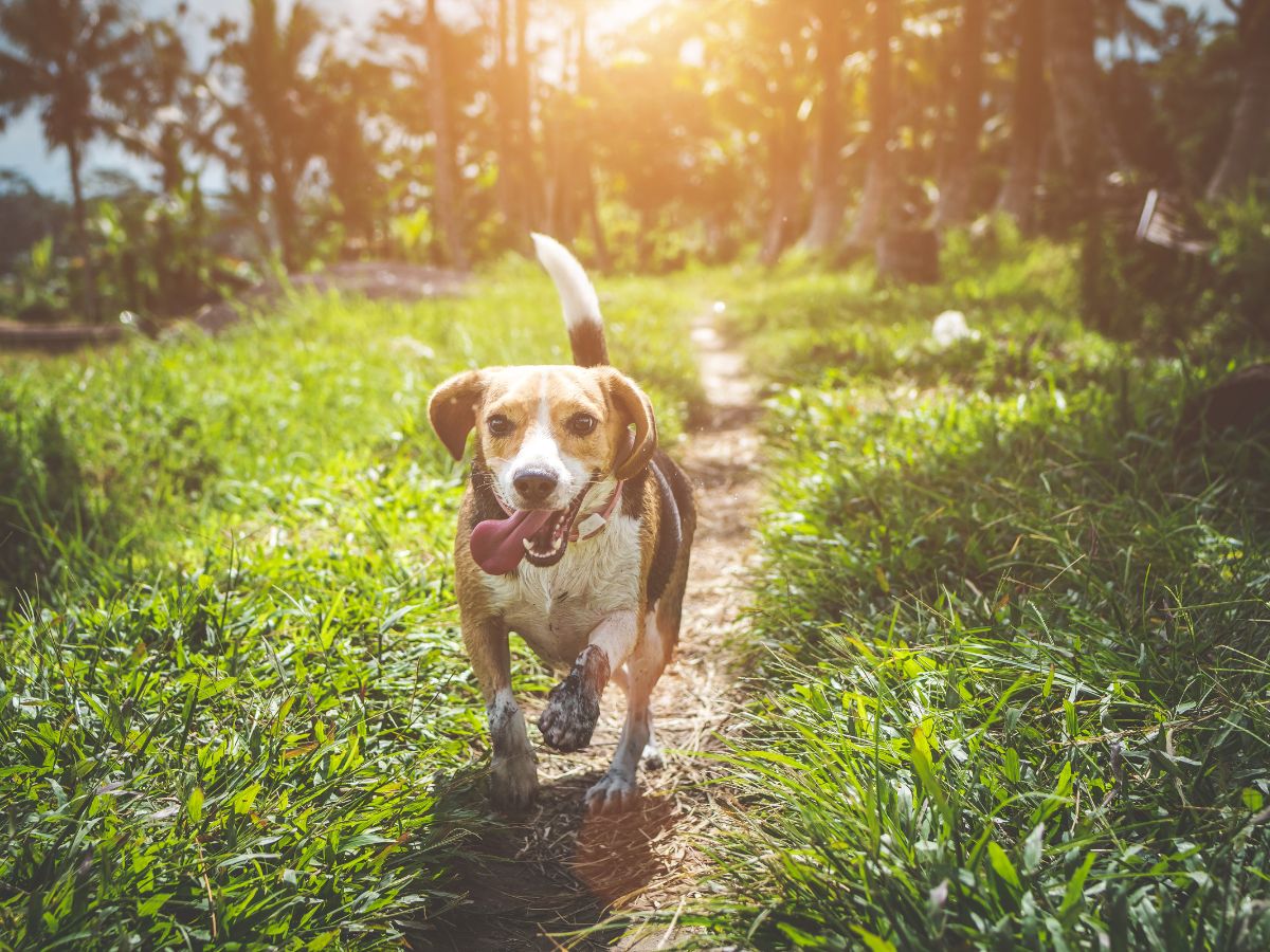 Et si vous partagiez votre CBD avec votre… chien