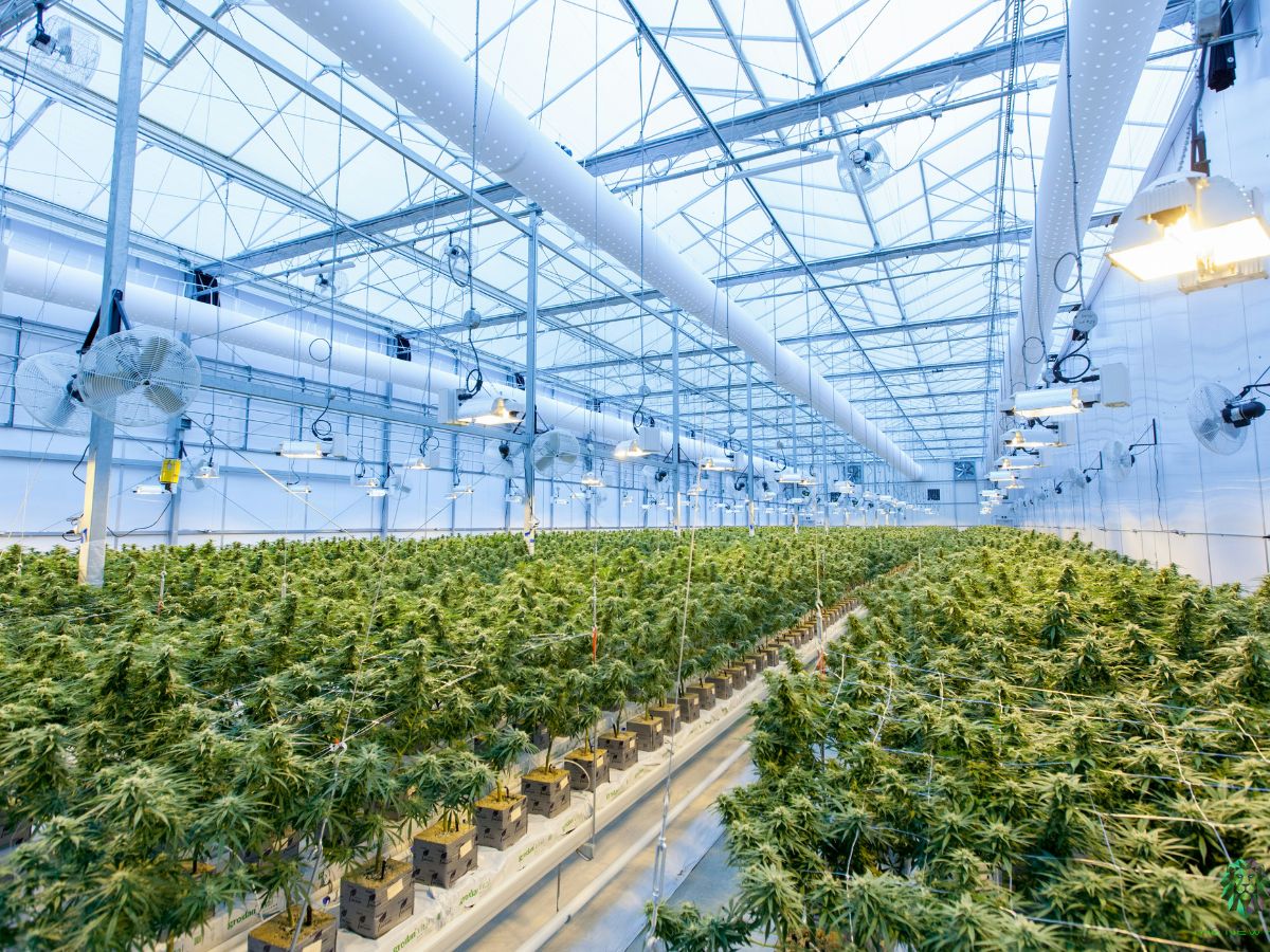 La laine de roche… un substrat décisif dans la culture du cannabis