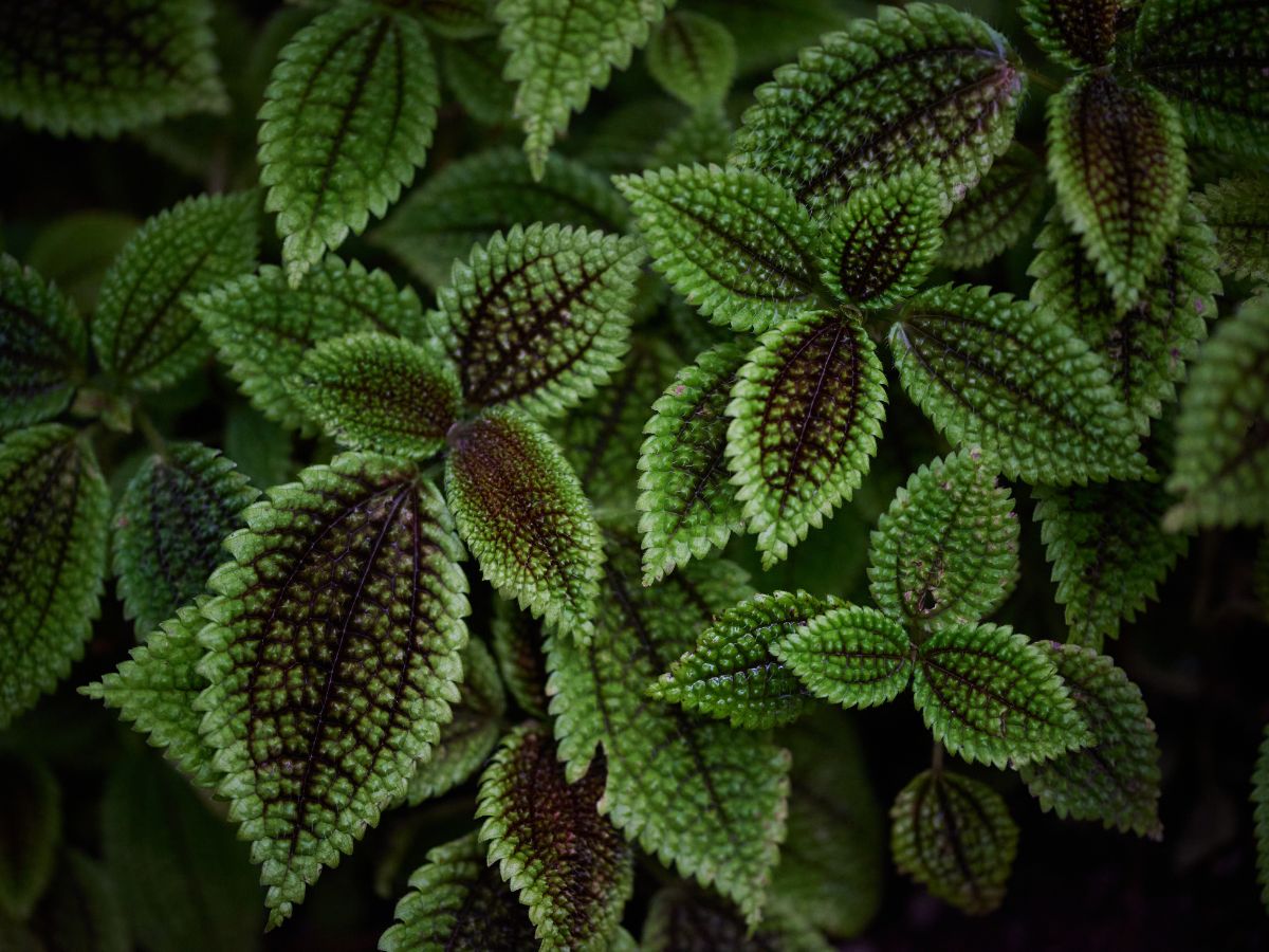 On aurait découvert du CBD dans une plante autre que le cannabis !